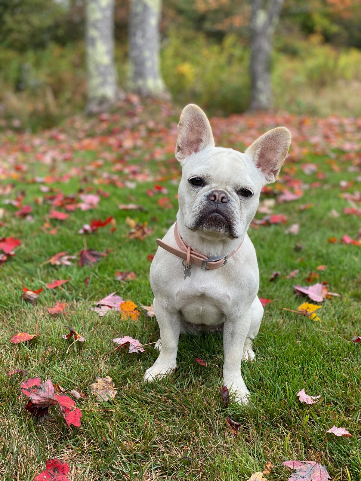 Chloe in the leaves