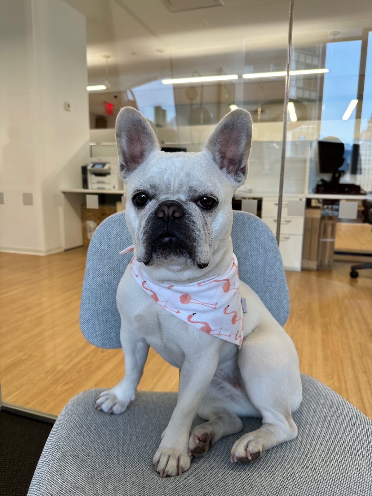 Chloe in the office